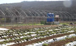 Kocaeli İzmit Belediyesi sebze serası kuruyor