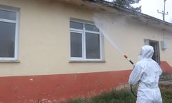 Samsun'da 'kahverengi kokarca' ile mücadele ediliyor