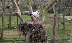 Samsun'da Kızılırmak Deltası'na baharın müjdecisi leylekler gelmeye başladı
