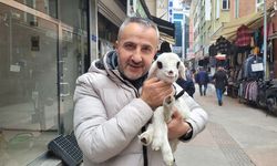Samsunlu esnaf sahiplendiği kuzuyu iş yerinde de yanından ayırmıyor
