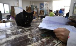 Sevimli kedi 'Şükufe' kursiyerlerin neşe kaynağı oldu