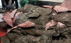 Sinop'ta kaçak avlanan 491 kalkan balığına el konuldu