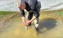 Tıbbi sülük avcılığı için soğuk suyun içinde saatler geçiriyor