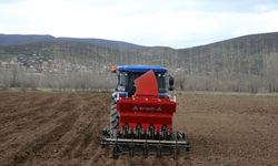 Tokat sarımsağının üretiminin artırılması ve markalaşması için çalışma yürütülüyor