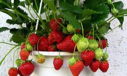 FİDE SATIŞLARI BAŞLADI, ÇİLEK FİDESİ DE RAFTA