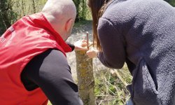 19 Mayıs'ta cevizde verim artışı için aşılama çalışması yapılıyor