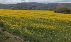 Amasya'da çiçek açan kanola tarlaları sarıya boyadı