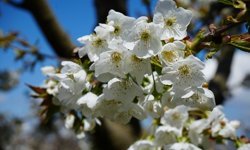 Amasya'da çiçek açan kiraz ağaçları bahçeleri beyaza bürüdü