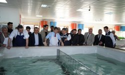 Amasya'daki tesiste mersin balığı ile sazan ve yayın balığı üretimi yapılıyor