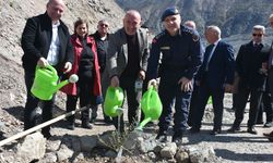 Artvin'de 450 zeytin fidanı toprakla buluştu