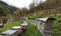 Artvin'de 'Bal Çalıştayı' kapsamında akademisyenler teknik gezi düzenledi