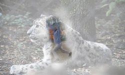 EREĞLİ SAHİLİNDE PANTER!