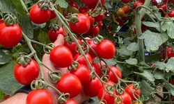 Balıkesir'de zincir markete 'fahiş fiyat' incelemesi... Zincir markette kokteyl domates vurgunu!