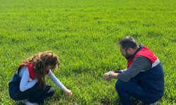 Bayat'ta hububat ekili alanlarda fenolojik gözlem yapıldı