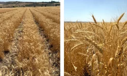 Bisküvilik buğday üretimi başladı