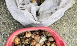 Bolu'nun izinsiz toplanan 16 kilogram salyangoz doğaya bırakıldı