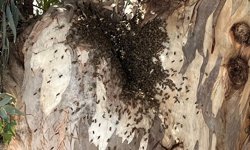 Datça'da firar eden arı kolonisi, vatandaşları endişelendirdi