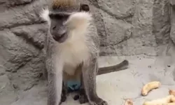 Denizli'de fırtınadan kaçan maymun yeniden korumaya alındı