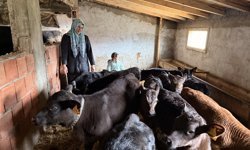 Devlet desteğinden yararlanan kadın çiftçi büyükbaş hayvan sürüsünü büyüttü