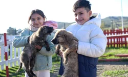 Doğa ve patili dostlar İzmir'de şifa dağıtıyor