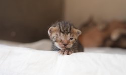 Düzce'de kalp masajıyla hayata döndürülen kedi yavrularına 'süt anne' bulundu