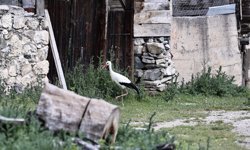 Elektrik direklerine yerleştirilen yapay platformlar leylek yavrularını hayata bağlıyor