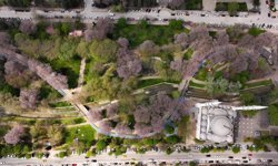 Gaziantep'te çiçek açan pavlonyalar parkları renklendirdi