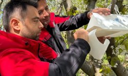 Göynücek ilçesinde Akdeniz meyve sineği ile mücadele çalışması yapılıyor