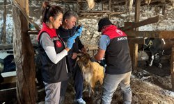 Gümüşhacıköy'de küçükbaş hayvanlara yönelik aşı ve küpeleme çalışmaları sürüyor