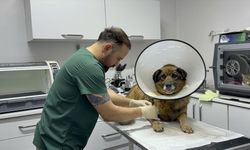 HAVLADIĞI GEREKÇESİYLE SİLAHLA VURULMUŞTU!