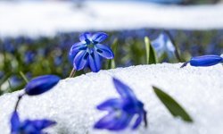 Kadıralak Yaylası'ndaki mavi yıldız çiçekleri kar altında kaldı
