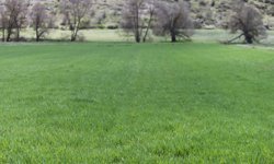 Karabük'te 193 bin dekar alana hububat ekildi