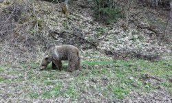 Kastamonu'da ormanlık alanda beslenen ayılar görüntülendi