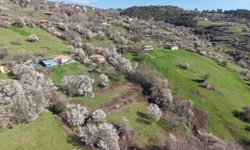 Kızlan mevkisinde meyve ağaçları çiçek açtı