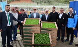 Kocaeli'de çiftçilere sebze fidesi desteği