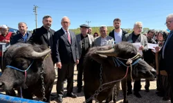 Kocaeli'de damızlık mandalar üreticilere teslim edildi