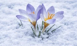 Kocaeli'de Keltepe Çiğdemi büyüledi