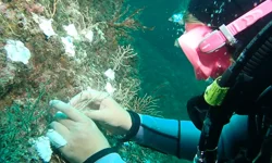 Marmara'da mercan seferberliği! Hasarlı resifler yeniden canlanacak