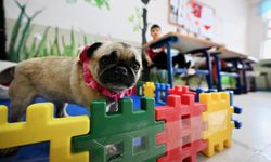 Öğretmenlerin sahiplendiği köpek, otizmli öğrencilere adeta terapi oldu