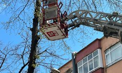 Ordu'da ağaçta mahsur kalan kediyi itfaiye kurtardı