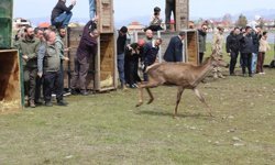 Ordu'da doğaya 16 kızıl geyik salındı