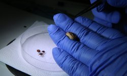 Orta Doğu'daki kene türlerinin özellikleri kayıt altına alındı