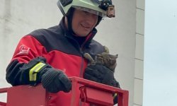 Rize'de ağaçta mahsur kalan kedi itfaiye ekiplerince kurtarıldı