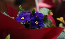 Rize'de 'Süs Bitkileri Zirvesi' başladı