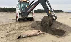 Samsun'da ölü yunus sahile vurdu
