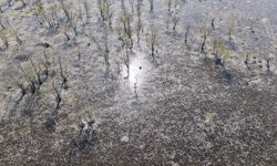 Samsun'da su papatyaları baharın güzelliklerini yansıtıyor
