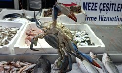 Sinop'ta balıkçılar Karadeniz'de nadir görülen mavi yengeç avladı