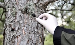 Sinop'ta çam kese zararlısına karşı 10 bin avcı böcekle mücadele edilecek