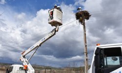 Sinop'ta leyleklerin güvenliği için elektrik direklerine yapay platformlar konuldu