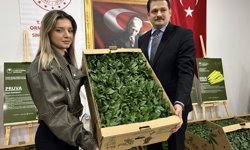 Sinop'ta üreticilere 135 bin sebze fidesi dağıtıldı